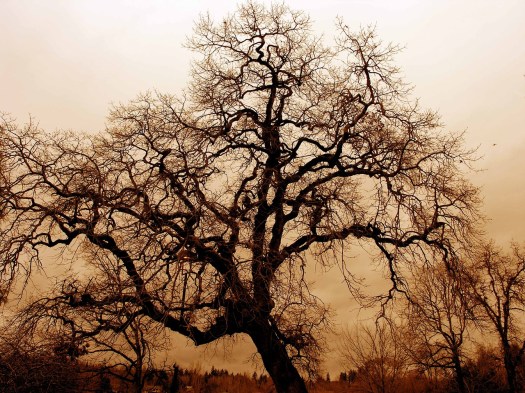 gnarled-old-oak-1166907_1280