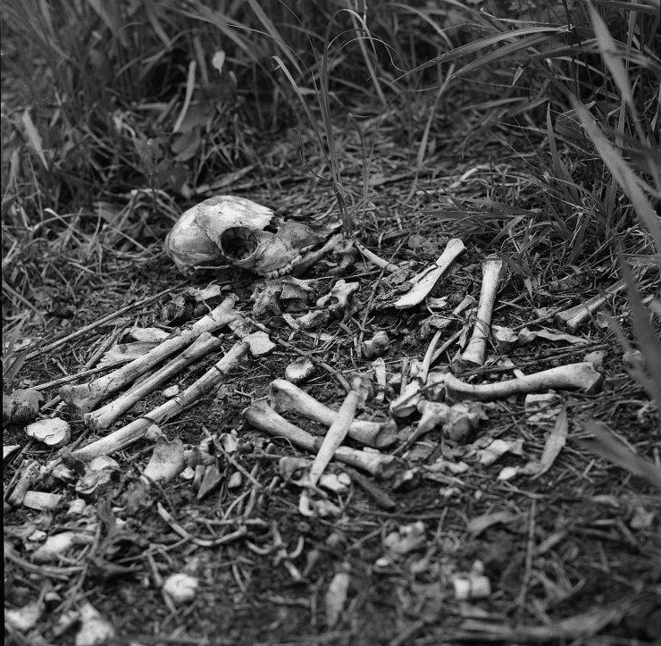 skull-1401665_1280