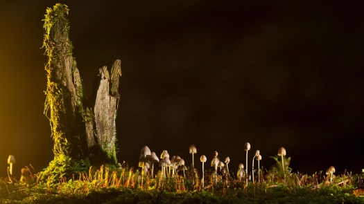 mushrooms-2212899_1280