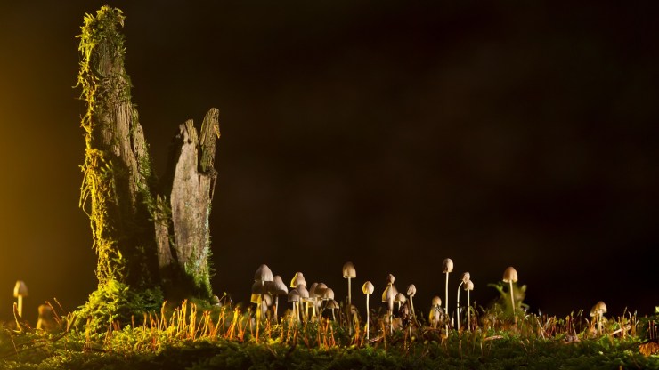 mushrooms-2212899_1280