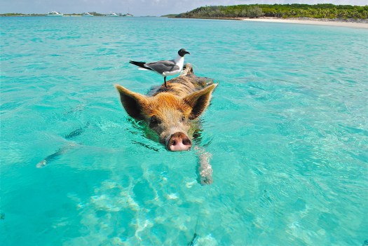 staniel-cay-swimming-pig-seagull-fish-66258