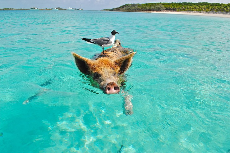staniel-cay-swimming-pig-seagull-fish-66258