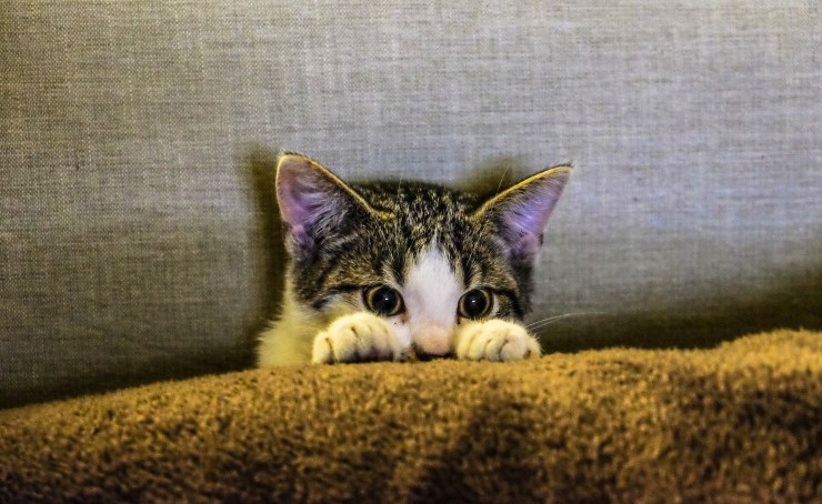 kitten-2558459_1920